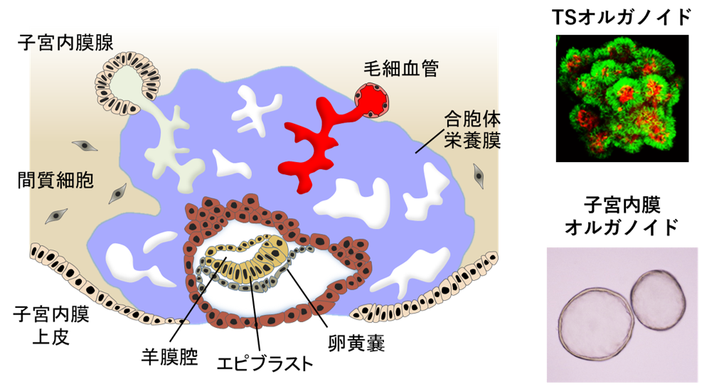 幹細胞培養技術を駆使したヒト胎盤発生研究 : SEEDS Kumamoto 