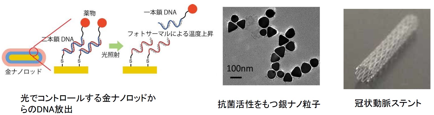 金属と高分子から構成される機能性バイオマテリアルの創製 : SEEDS