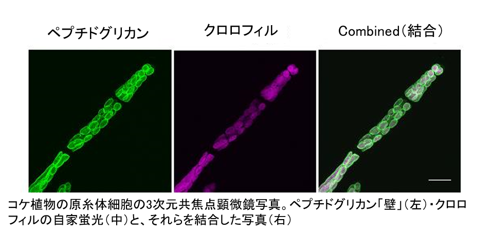 基部陸上植物等に存在する「壁」を持つ葉緑体の分裂機構 : SEEDS