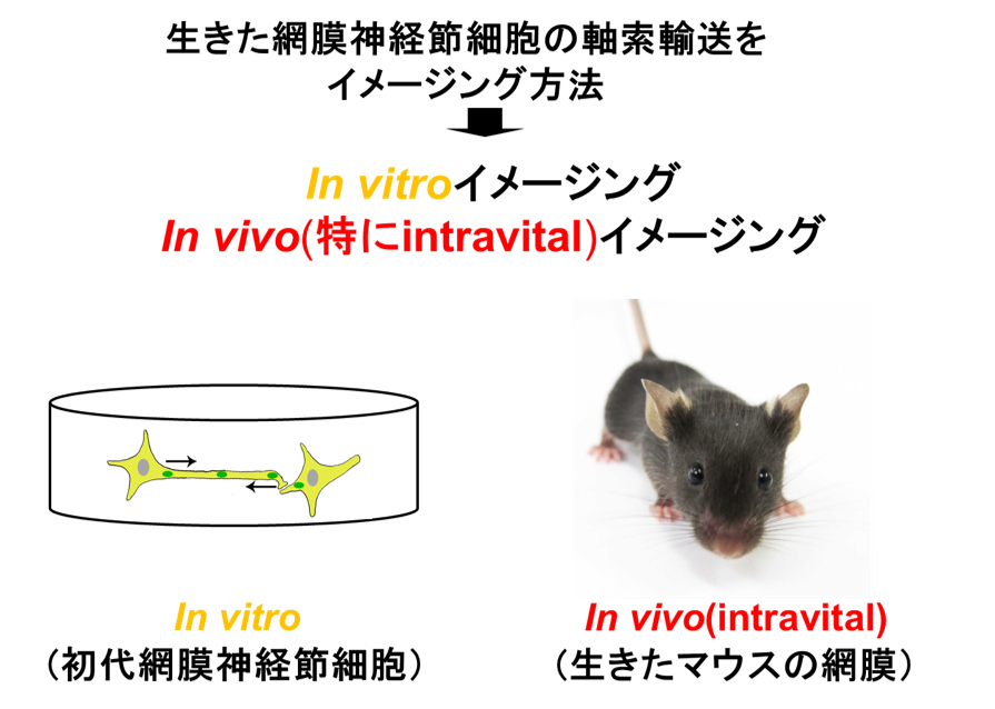 【極美品】角結膜がみえてくる生体共焦点顕微鏡検査 IN VIVO BIOPSY 極美品】角結膜がみえてくる生体共焦点顕微鏡検査 IN VIVO BIOPSY