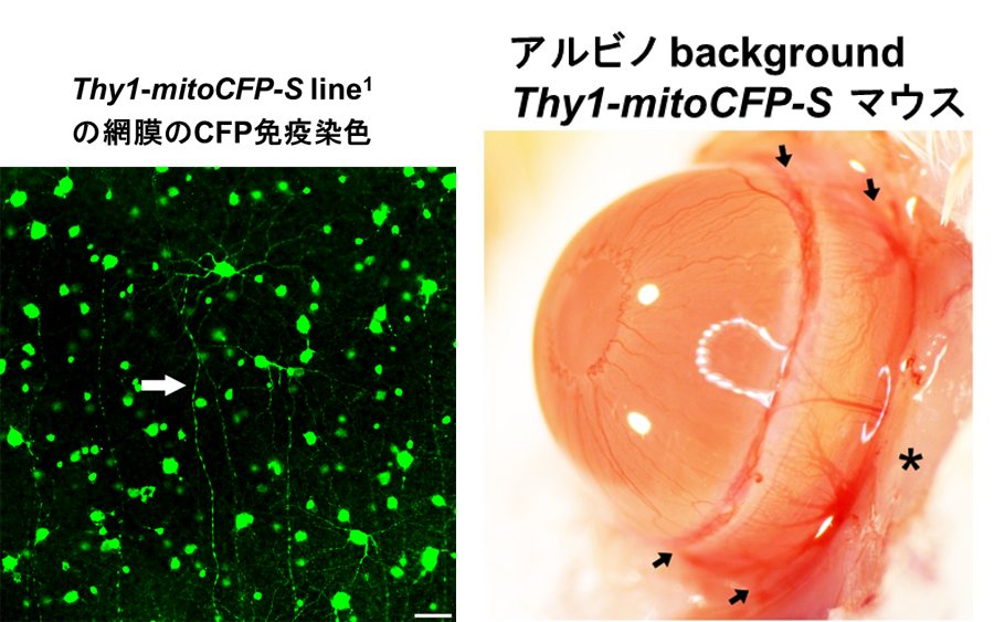 【極美品】角結膜がみえてくる生体共焦点顕微鏡検査 IN VIVO BIOPSY 角結膜がみえてくる 生体共焦点顕微鏡検査?In vivo Biopsy 近間