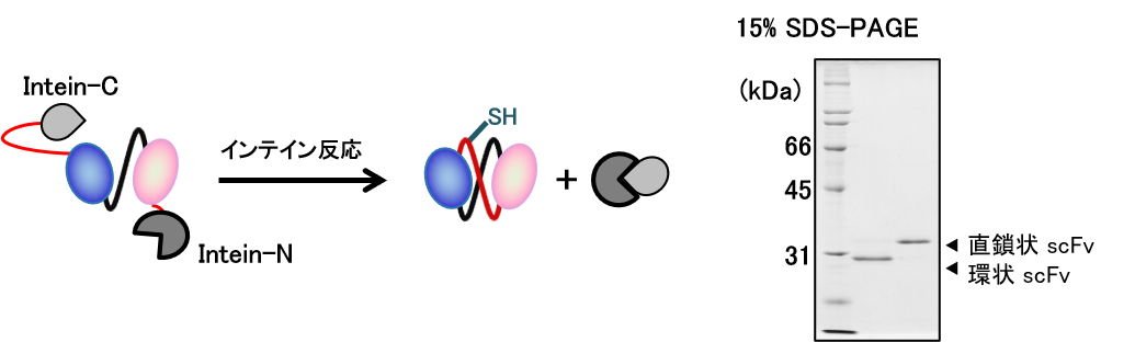 環状一本鎖抗体(環状scFv)の創薬基盤技術開発 : SEEDS Kumamoto